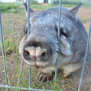 Measurement of testosterone and cortisol metabolites and luteinising hormone in captive Southern Hairy-Nosed Wombat (Lasiorhinus latifrons) urine