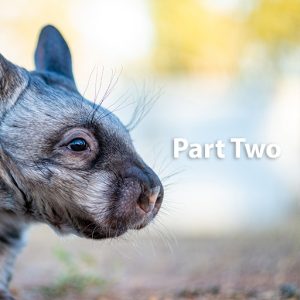 Reproductive biology of captive female Southern Hairy-Nosed Wombats (Lasiorhinus latifrons). Part 2: Oestrous behaviour