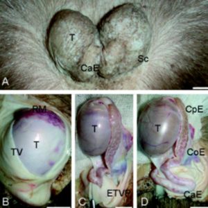 Wombat reproduction (Marsupialia; Vombatidae): an update and future directions for the development of artificial breeding technology